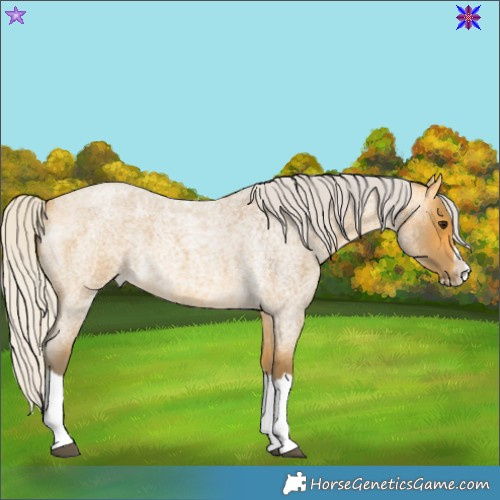 Horse Color:Silver Buckskin Roan Splash 