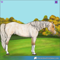Horse Color:Silver Buckskin Roan Splash