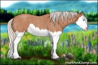 Horse Color:Silver Bay Roan Splash 