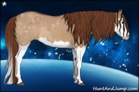 Horse Color:Red Dun Roan Sabino Splash Rabicano 