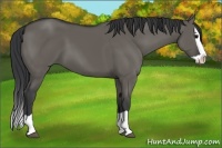 Horse Color:Grullo Splash 
