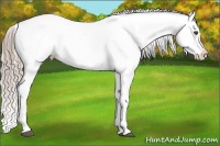 Horse Color:Chocolate Palomino Roan Splash Appaloosa