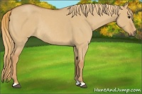 Horse Color:Red Dun Roan Rabicano 