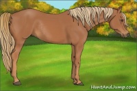 Horse Color:Chestnut Rabicano 