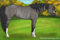 Horse Color:Grullo Rabicano 
