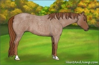 Horse Color:Red Roan 