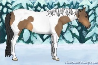 Horse Color:Buckskin Tobiano