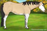 Horse Color:Bay Dun Splash