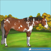 Horse Color:White Spotted Bay Splash