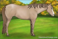 Horse Color:Black Pearl Splash 