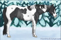 Horse Color:Black Sabino Tobiano Rabicano 