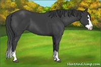 Horse Color:Smoky Black Sabino Splash 