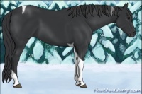 Horse Color:Black Sabino Tobiano