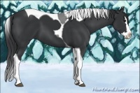 Horse Color:Black Splash Tobiano 