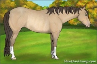 Horse Color:Amber Cream Champagne Rabicano