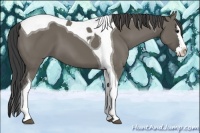 Horse Color:Smoky Grullo Splash Tobiano