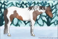 Horse Color:Bay Tobiano Appaloosa 