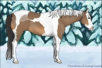 Horse Color:Buckskin Splash Tobiano 