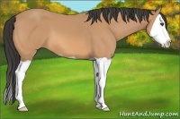 Horse Color:Buckskin Splash 