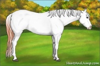 Horse Color:Bay Dun Sabino Splash Appaloosa 