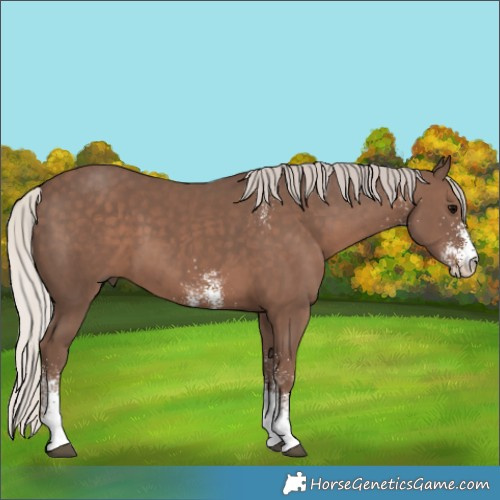 Horse Color:White Spotted Silver Black 