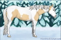 Horse Color:Gold Cream Champagne Splash Tobiano 