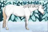 Horse Color:Buckskin Tobiano Appaloosa