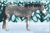 Horse Color:Black Ice Sabino Splash 