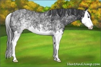 Horse Color:White Spotted Black Splash