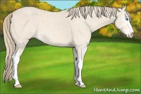 Horse Color:Perlino Sabino  Brindle