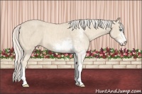 Horse Color:Cremello Sabino  Brindle