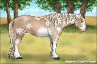 Horse Color:Liver Chestnut Ice Pearl Sabino  Brindle