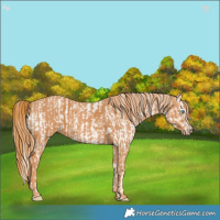 Horse Color:Perlino Sabino  Brindle