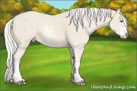 Horse Color:Cremello Sabino  Brindle