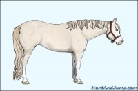 Horse Color:Perlino Sabino Brindle