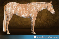 Horse Color:Cremello Sabino  Brindle