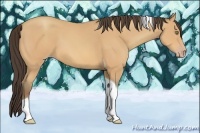 Horse Color:Amber Champagne Tobiano