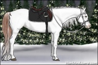Horse Color:Brown Appaloosa Brindle