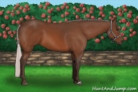 Horse Color:Silver Bay 