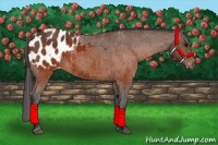 Horse Color:Brown Appaloosa  Brindle