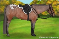 Horse Color:Brown Appaloosa  Brindle