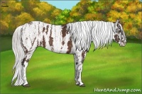 Horse Color:Silver Brown Appaloosa  Brindle