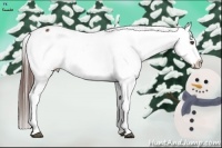 Horse Color:Brown Appaloosa  Brindle