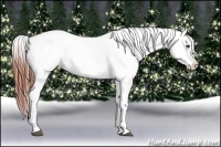 Horse Color:Brown Dun Sabino Splash Appaloosa  Brindle