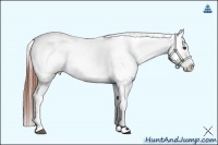 Horse Color:Brown Roan Splash Appaloosa  Brindle