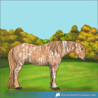 Horse Color:Brown Appaloosa  Brindle