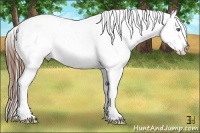 Horse Color:Brown Splash Appaloosa Brindle