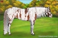 Horse Color:Brown Appaloosa  Brindle