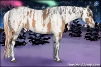Horse Color:Buckskin Appaloosa  Brindle