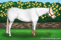Horse Color:Red Dun Splash Appaloosa Brindle